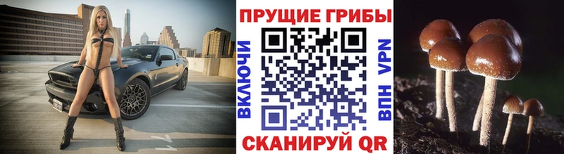 Галлюциногенные грибы Psilocybe  купить  цена  Пикалёво 